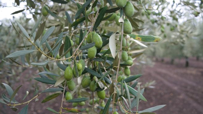 olivy bella di cerignola, fratepietro, puglia