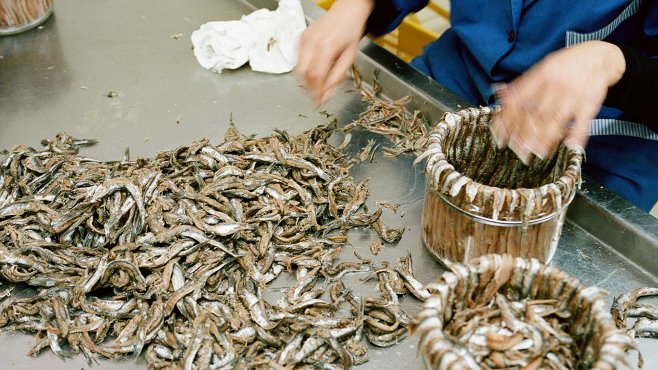 Carlino, fish, anchovies, Sicily