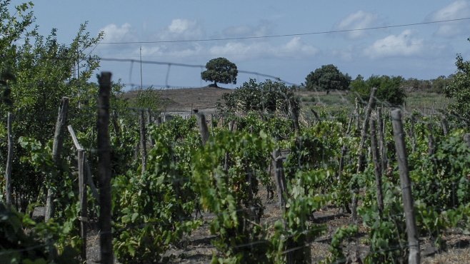 Carlo Hauner, wines, Salina, Aeolian Islands, Sicily