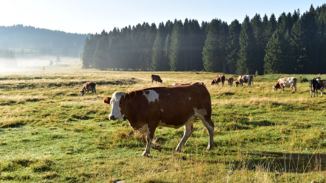 alpeggio, lavarone, millegrobbe, trentino