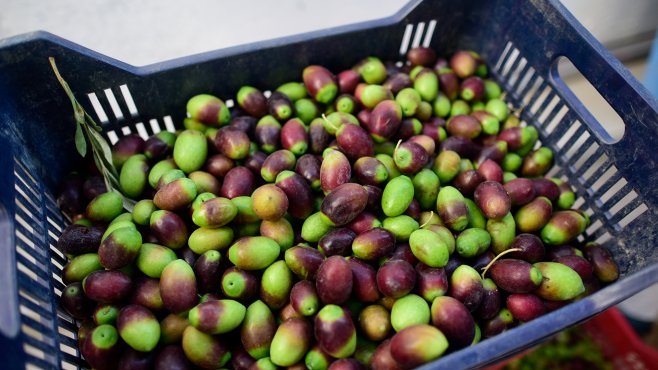 bella di cerignola olives, fratepietro, puglia