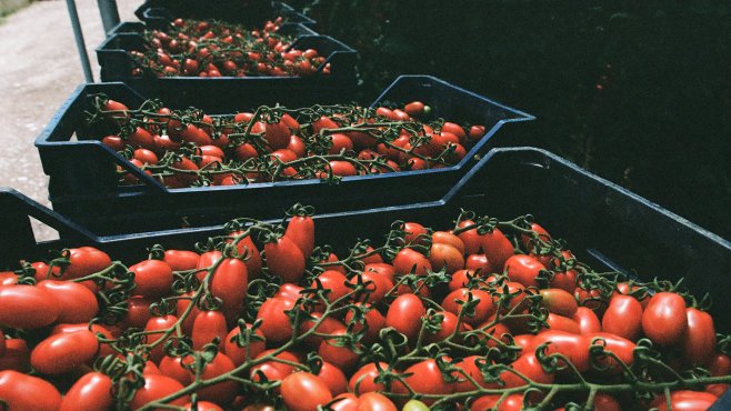 Le nostrane, tomatoes, olives, semi-dried tomatoes, Calabria