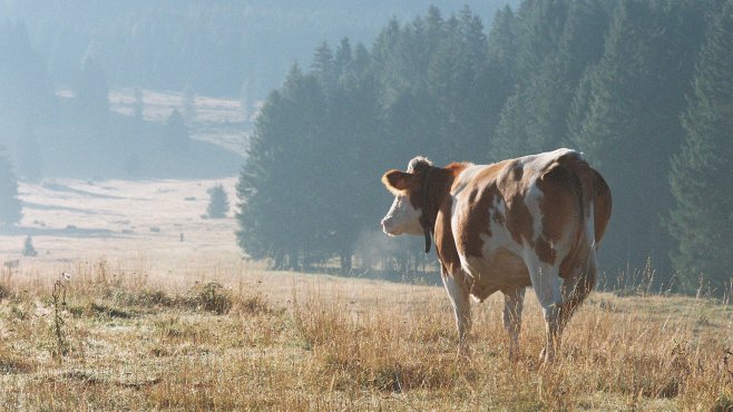 kráva na pastvině alpeggio, lavarone, trentino