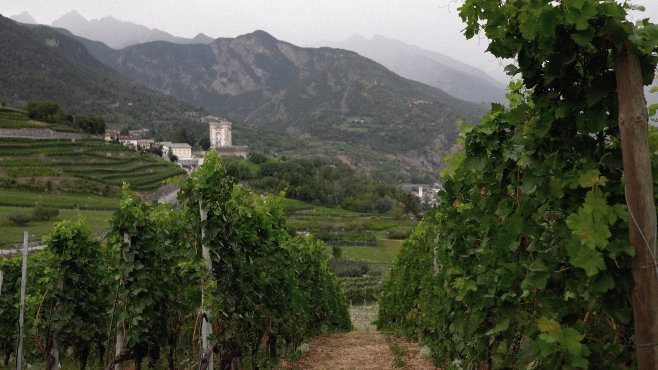 Aosta Valley, vineyards