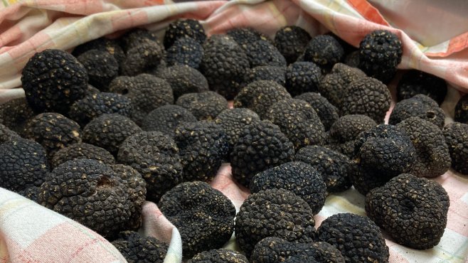 black truffle, alba, piemonte