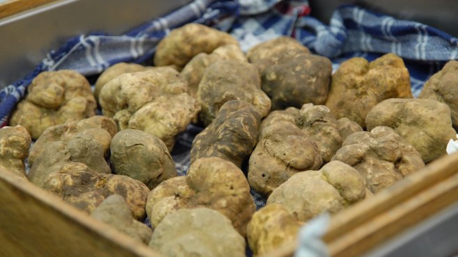 white truffle, alba, piemonte