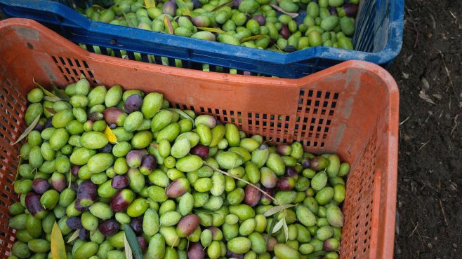 olive harvest, olive oil, Puglia