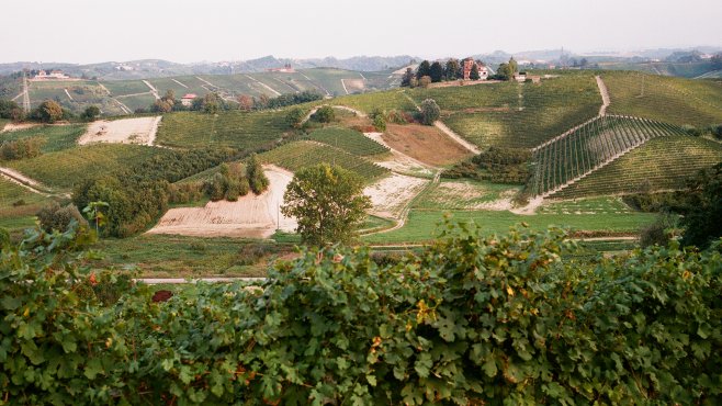 vineyards in roero, piedmont