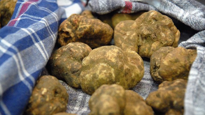 white truffle from Alba, Piemonte