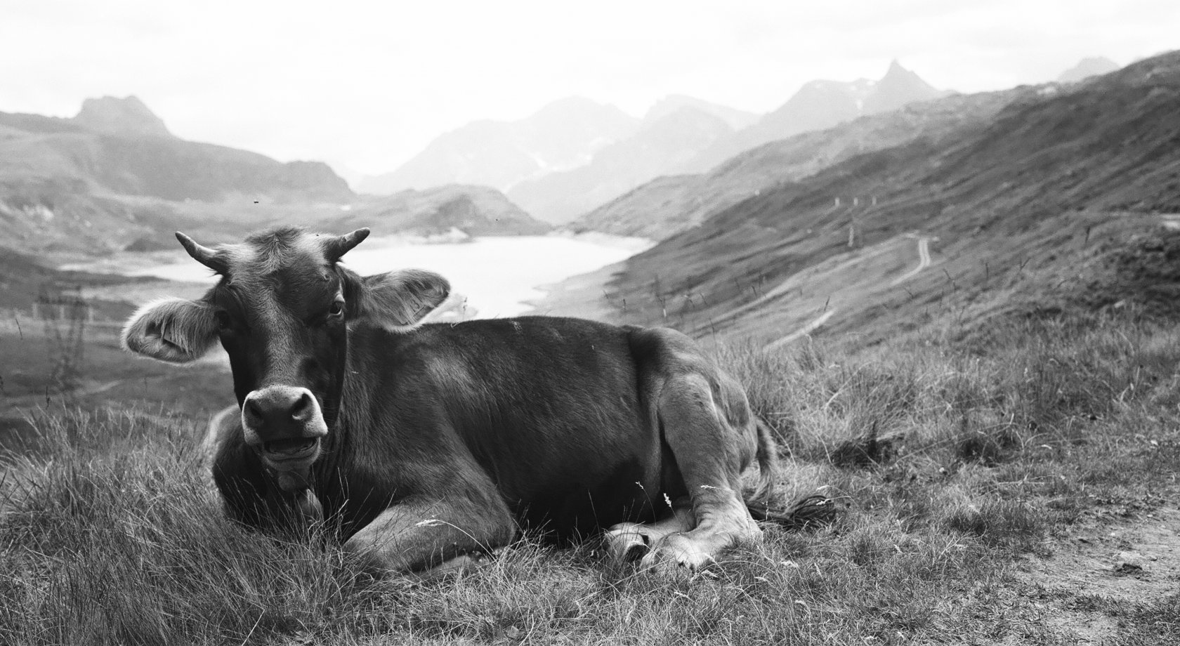 Kráva, pastviny, Piemonte, Bettelmatt, sýry
